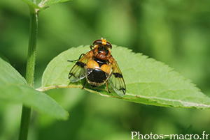 Volucella inflata